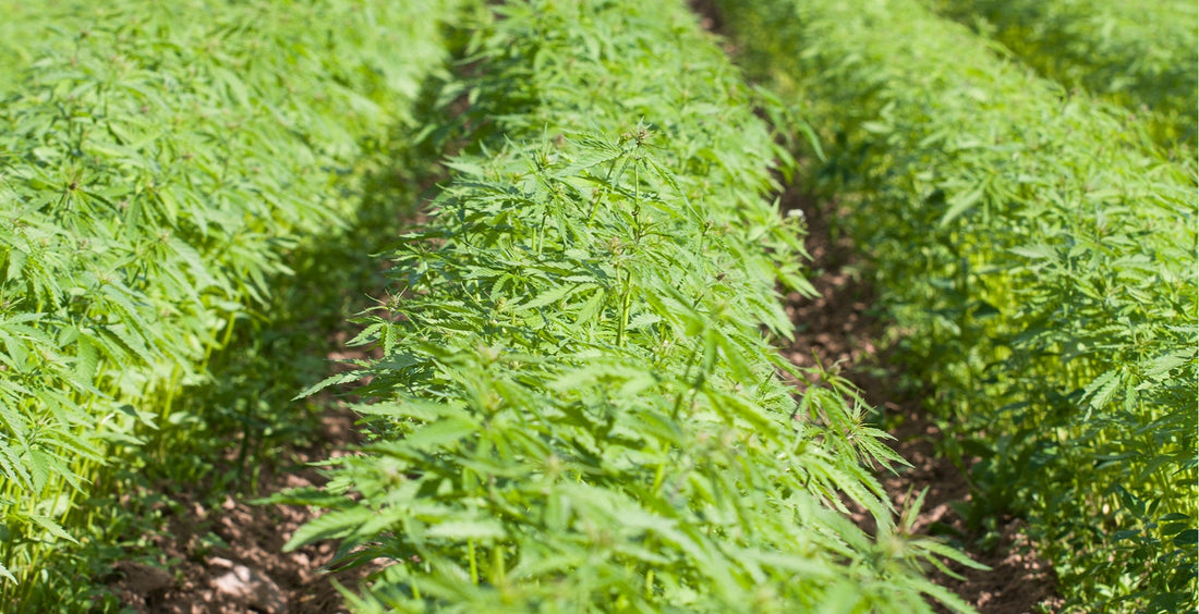 The History of Cannabis